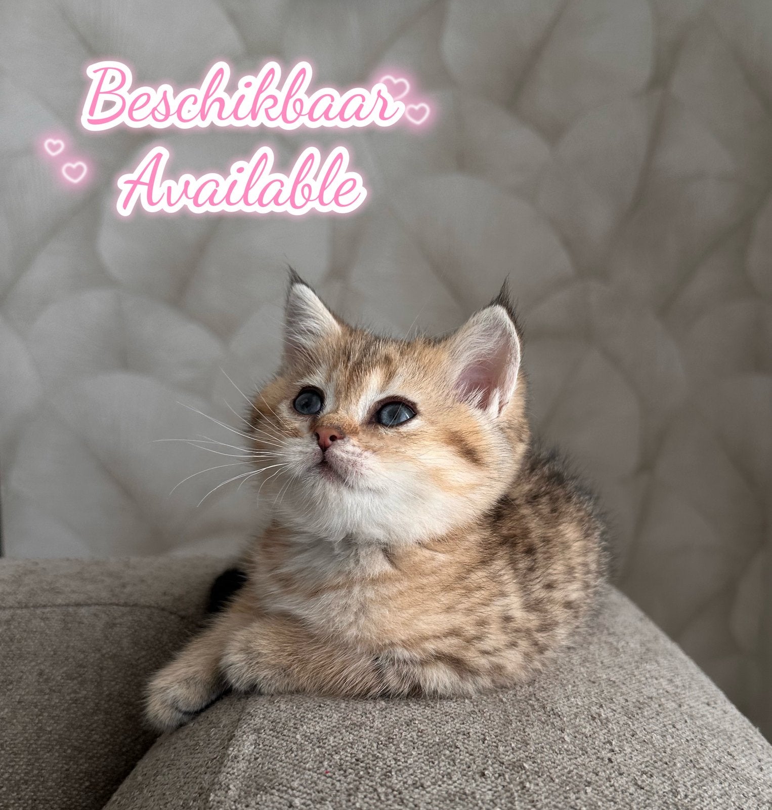 Britse korthaar kittens chinchilla black golden poesje kater, Dieren en Toebehoren, Katten en Kittens | Raskatten | Korthaar, Meerdere dieren
