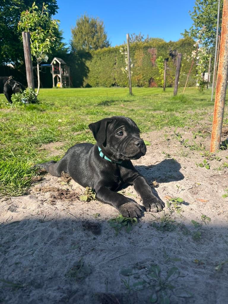 Engelse Stafford pup met FCI stamboom, Parvo, Overige rassen, 8 tot 15 weken, Meerdere dieren