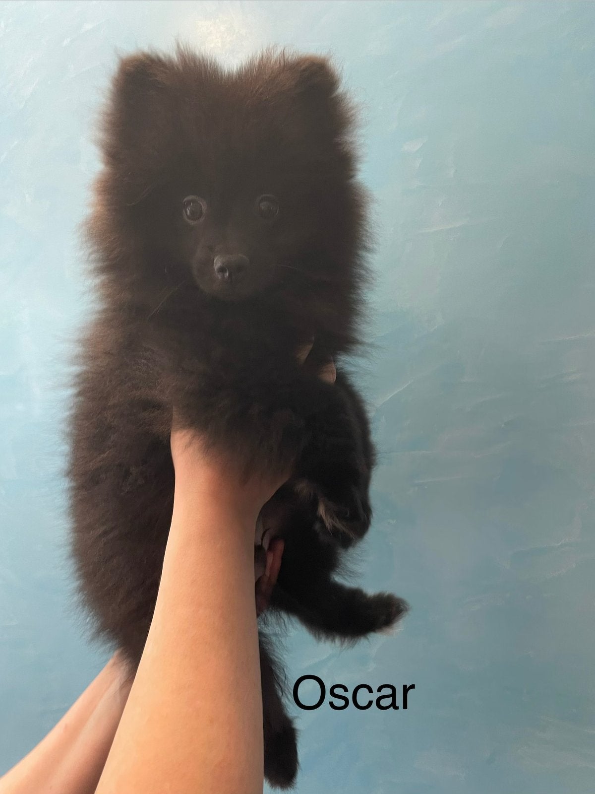 2 Prachtige pomeriaan/dwergkees pups.(Reutjes)💙💙, Overige rassen, 8 tot 15 weken, Parvo, Meerdere