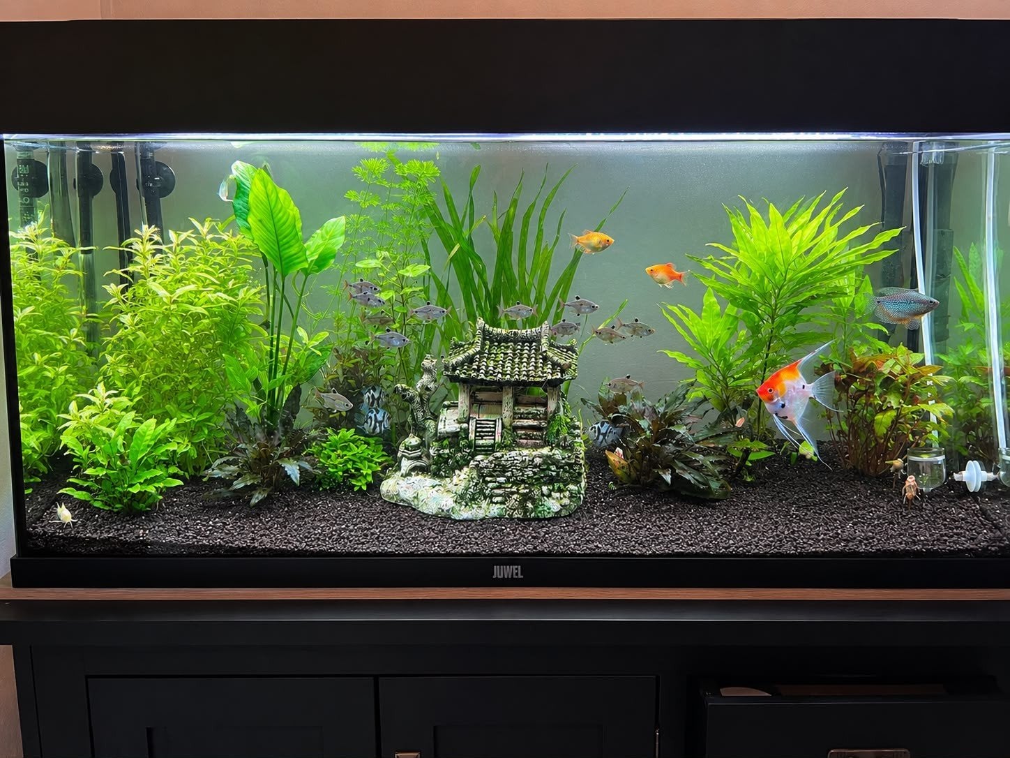 juwel Rio 180, Ophalen, Zo goed als nieuw, Gevuld zoetwateraquarium