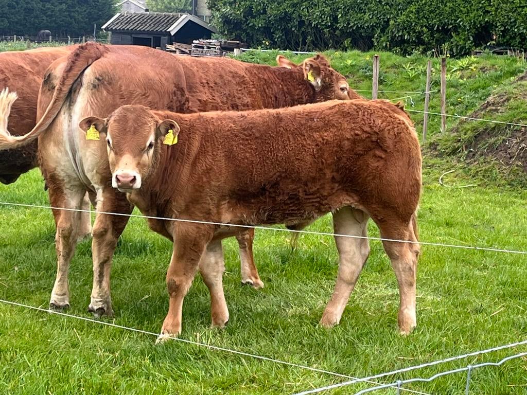 Limousin Stier, Dieren en Toebehoren, Mannelijk, 0 tot 2 jaar