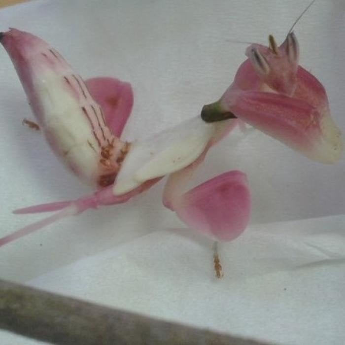 Hymenopus coronatus, Dieren en Toebehoren, Insecten en Spinnen, Overige soorten
