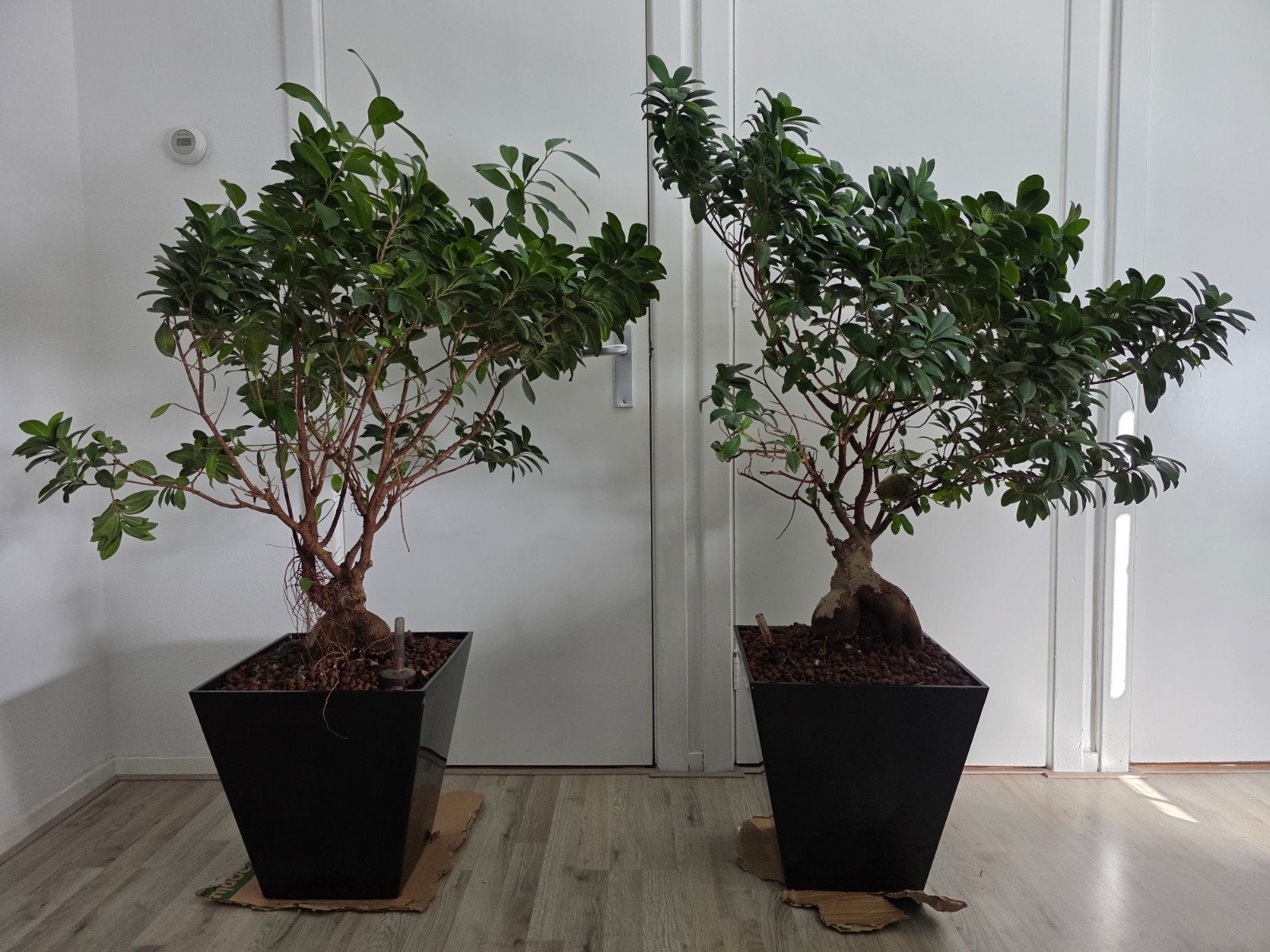 Ficus Bonsai in zwarte hoogglans potten (143-145cm), Tuin en Terras, Vaste plant, Bloeit niet, Halfschaduw, Ophalen