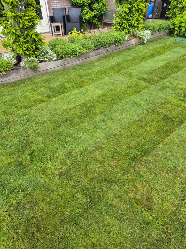 Graszoden te koop, speelgazon, Tuin en Terras, Gras en Kunstgras, Ophalen of Verzenden, Nieuw, 20 m² of meer