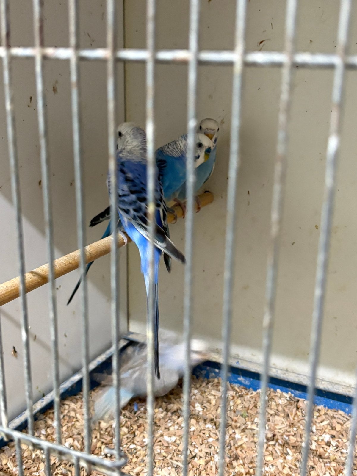 4 jonge blauwe grasparkieten, Dieren en Toebehoren, Vogels | Parkieten en Papegaaien, Meerdere dieren, Parkiet
