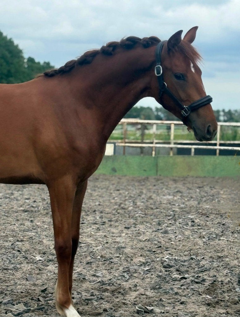 Veelbelovende jaarling merrie te koop, Dieren en Toebehoren, Merrie, Minder dan 160 cm, Met stamboom, Niet van toepassing