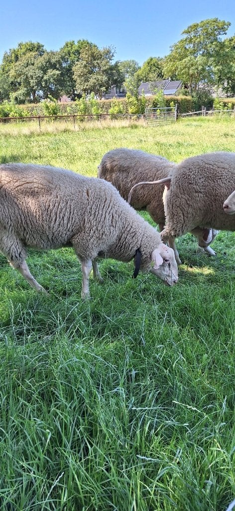 Friese melkschapen ramlammeren, Dieren en Toebehoren, Mannelijk, Schaap, 0 tot 2 jaar