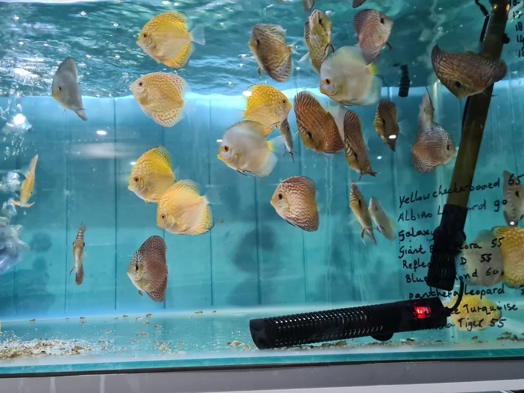 Discus, Sympysodon Discus, Vis, Zoetwatervis