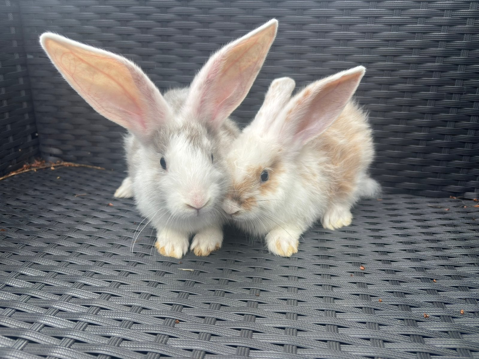 Vlaamse reuzen, Dieren en Toebehoren, Konijnen, Groot, Meerdere dieren, 0 tot 2 jaar
