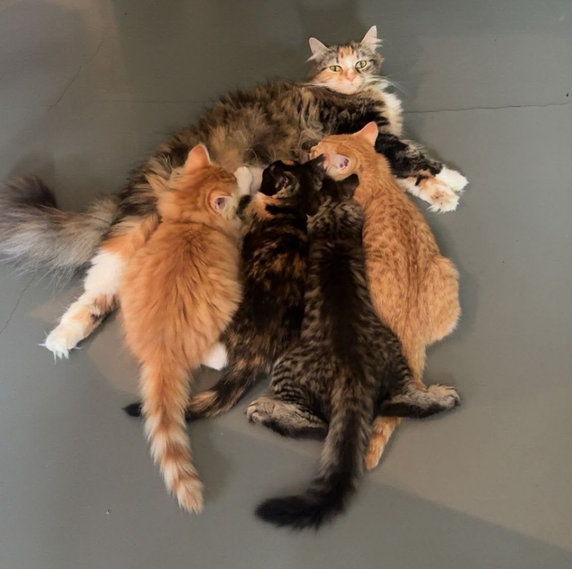 Tabby mix maincoon kitten. Kater, Kater
