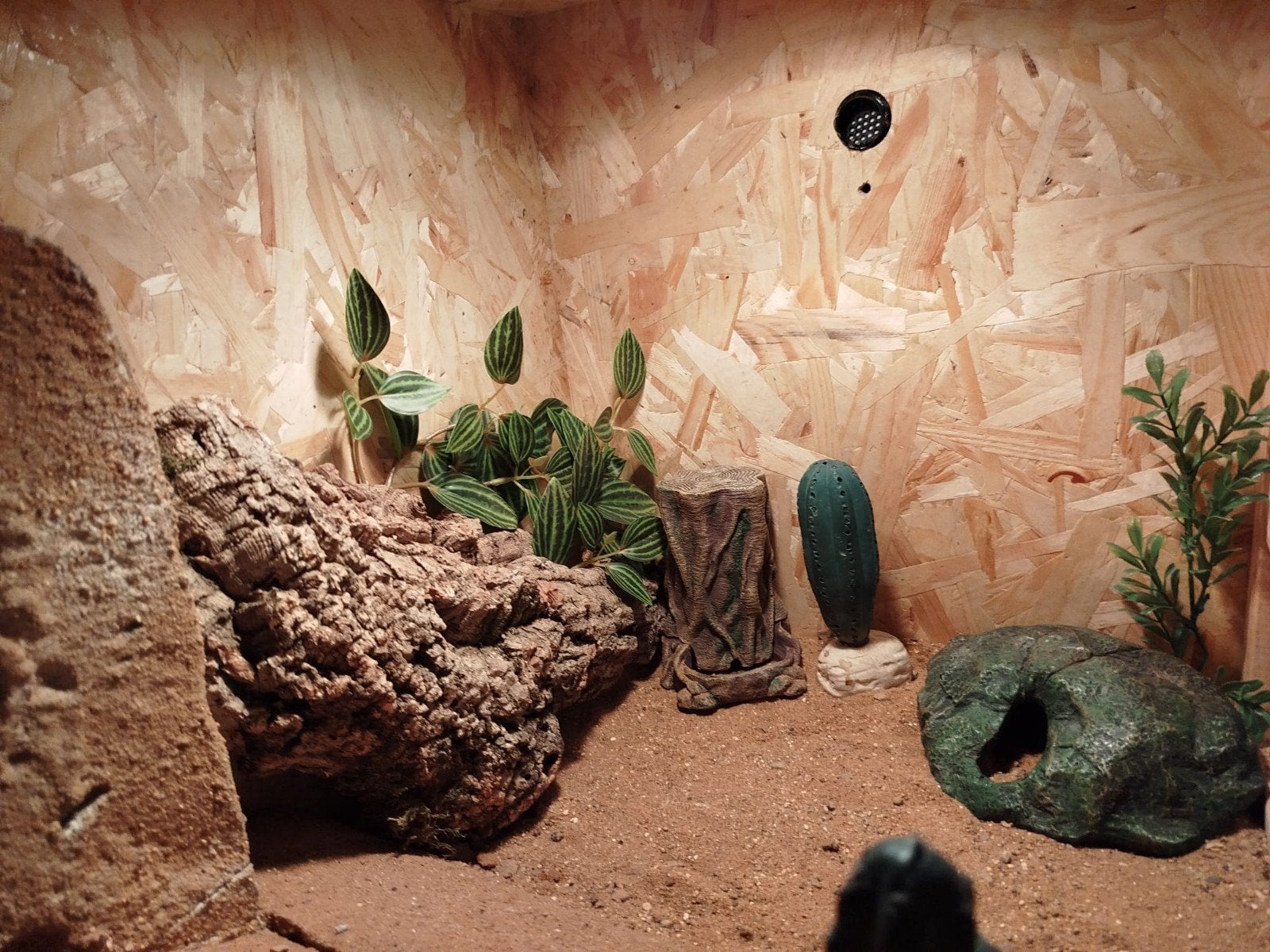 terarium, Dieren en Toebehoren, Ophalen of Verzenden, Zo goed als nieuw, Terrarium of Paludarium