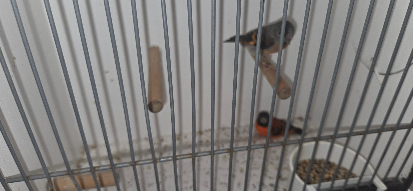 koppel kapoetssijzen, Meerdere dieren