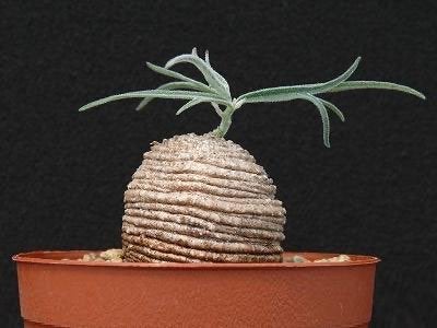 Caudex Trochomeria Polymorpha afkomstig uit Tanzania pot 8,5, Overige soorten, In pot, Minder dan 100 cm, Bloeiende kamerplant