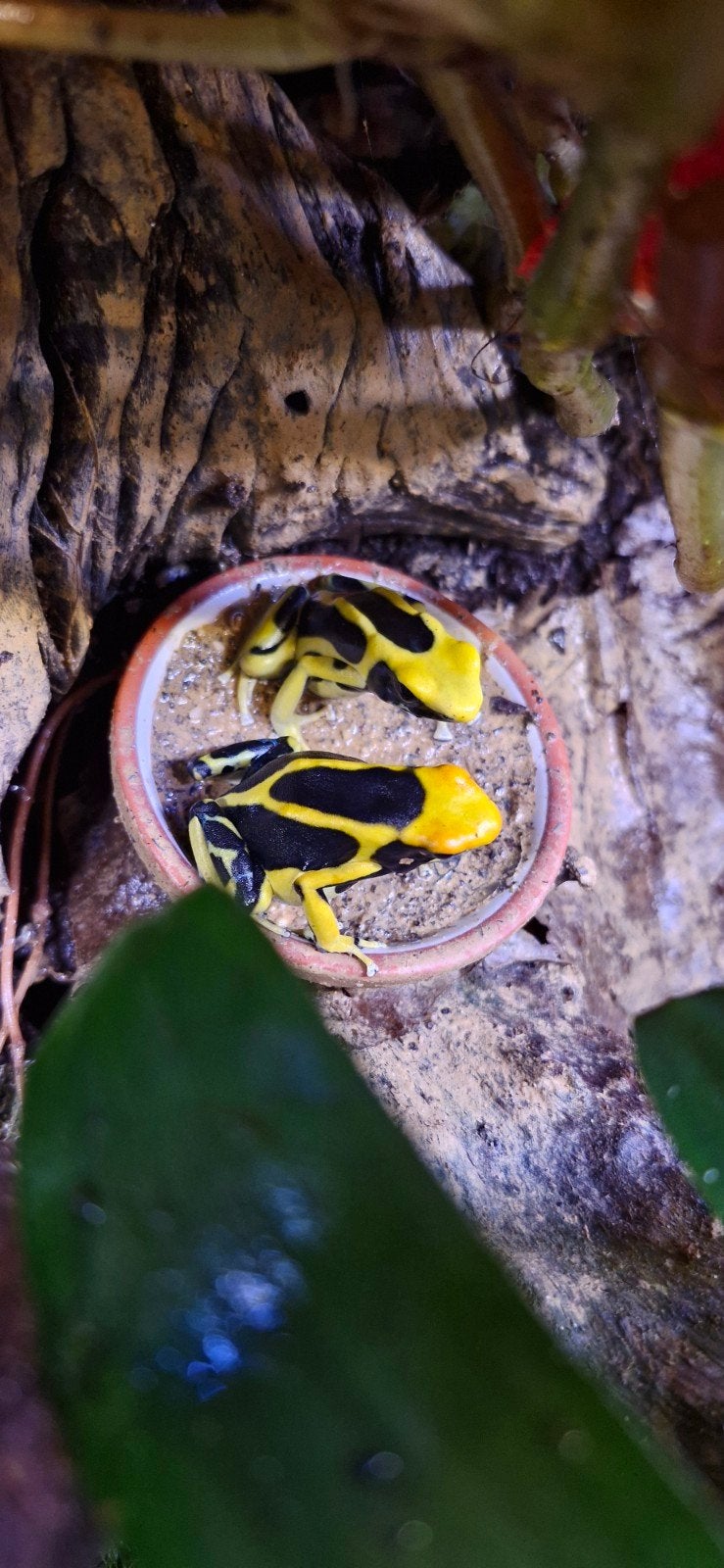 Dendrobates tinctorius regina vrouw.  En 2 azureus mannen. Frog - female for sale from Phyllium insects
