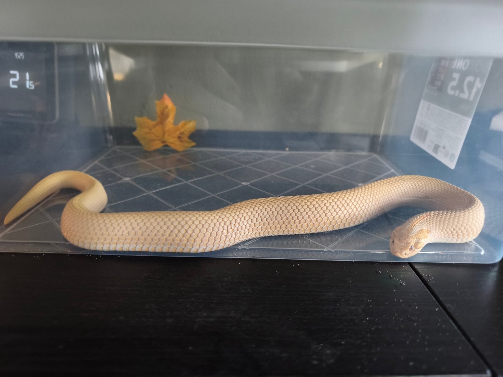 heterodon nasicus haakneusslang Hognose Snake photo 3