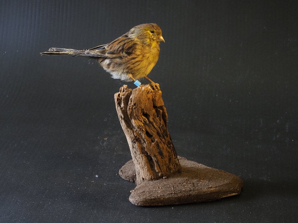 Opgezette Europese Zangvogels, Ophalen of Verzenden, Zo goed als nieuw, Vogel, Opgezet dier