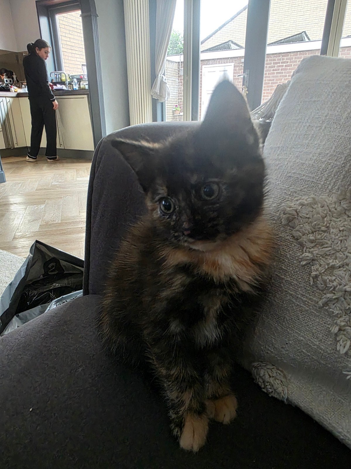 Kitten poes, Poes