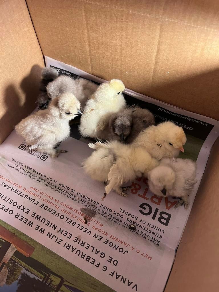 Te koop Prachtige USA Zijdehoender en Paduha henkuikentjes, Dieren en Toebehoren, Pluimvee, Vrouwelijk, Kip