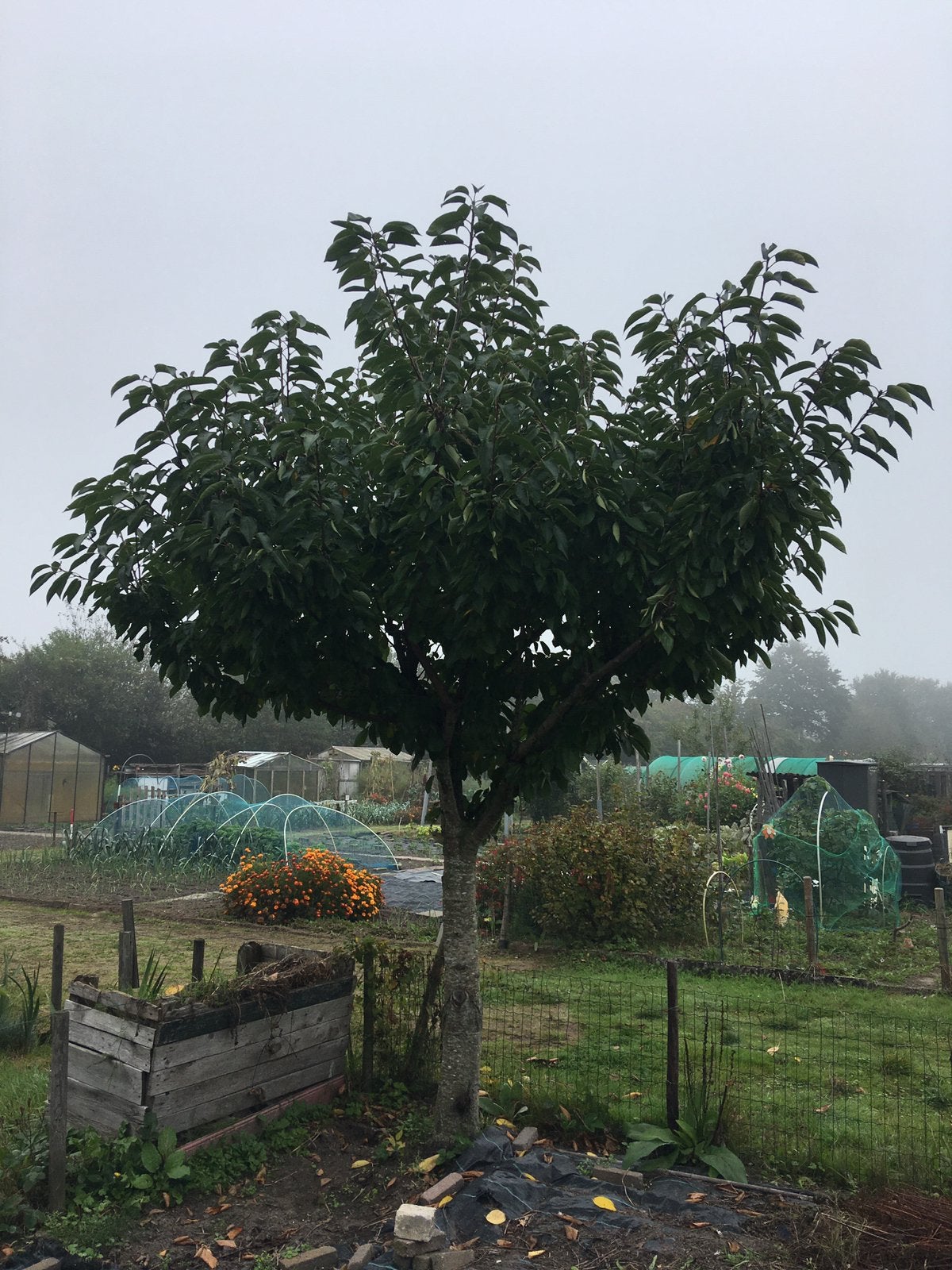 Kersenboom voor haardhout, Ophalen, 250 tot 400 cm, Kersenboom