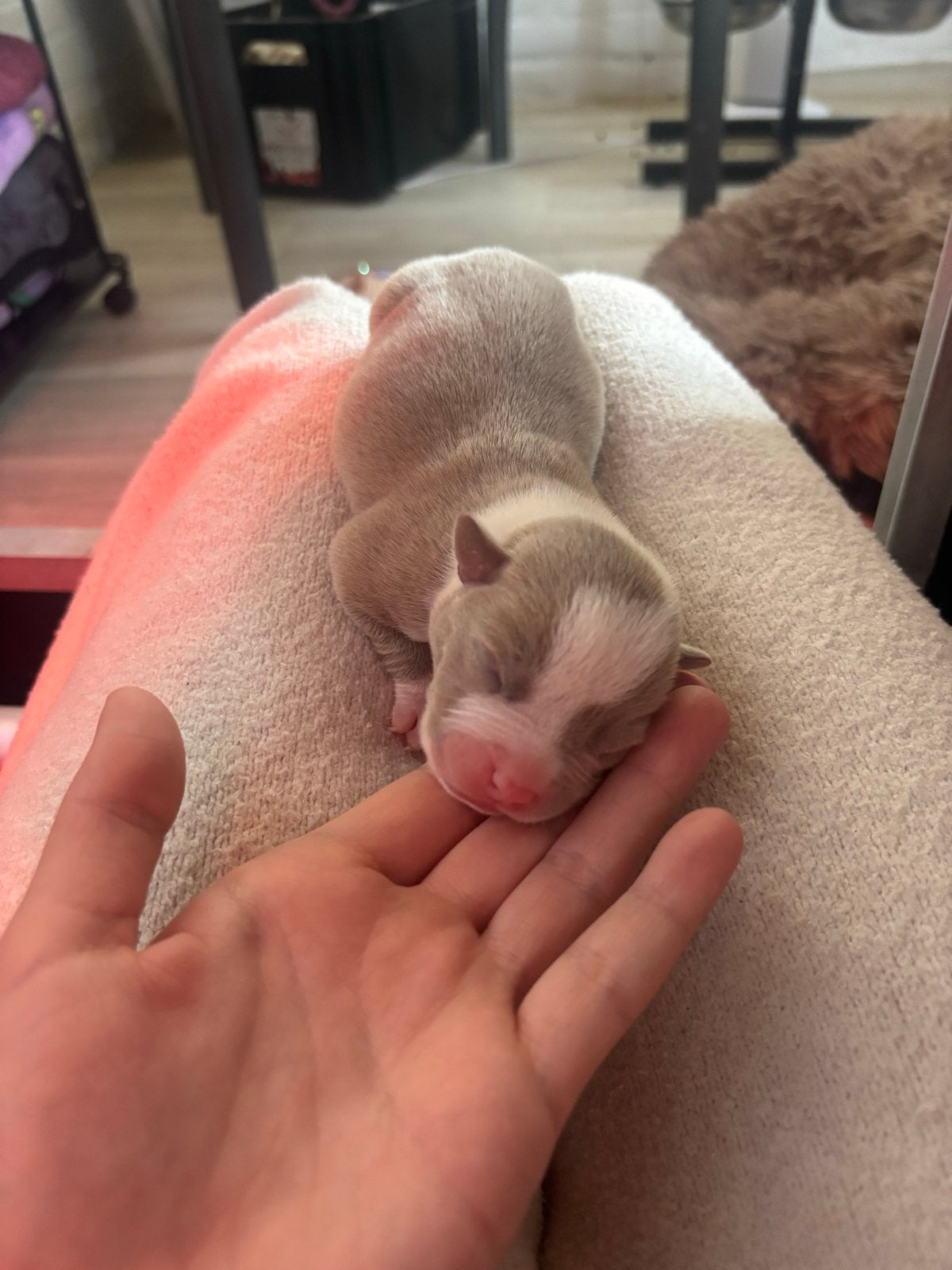 Pocket bullys, Dieren en Toebehoren, Honden | Niet-rashonden, Meerdere, Meerdere dieren, Middel, Nederland