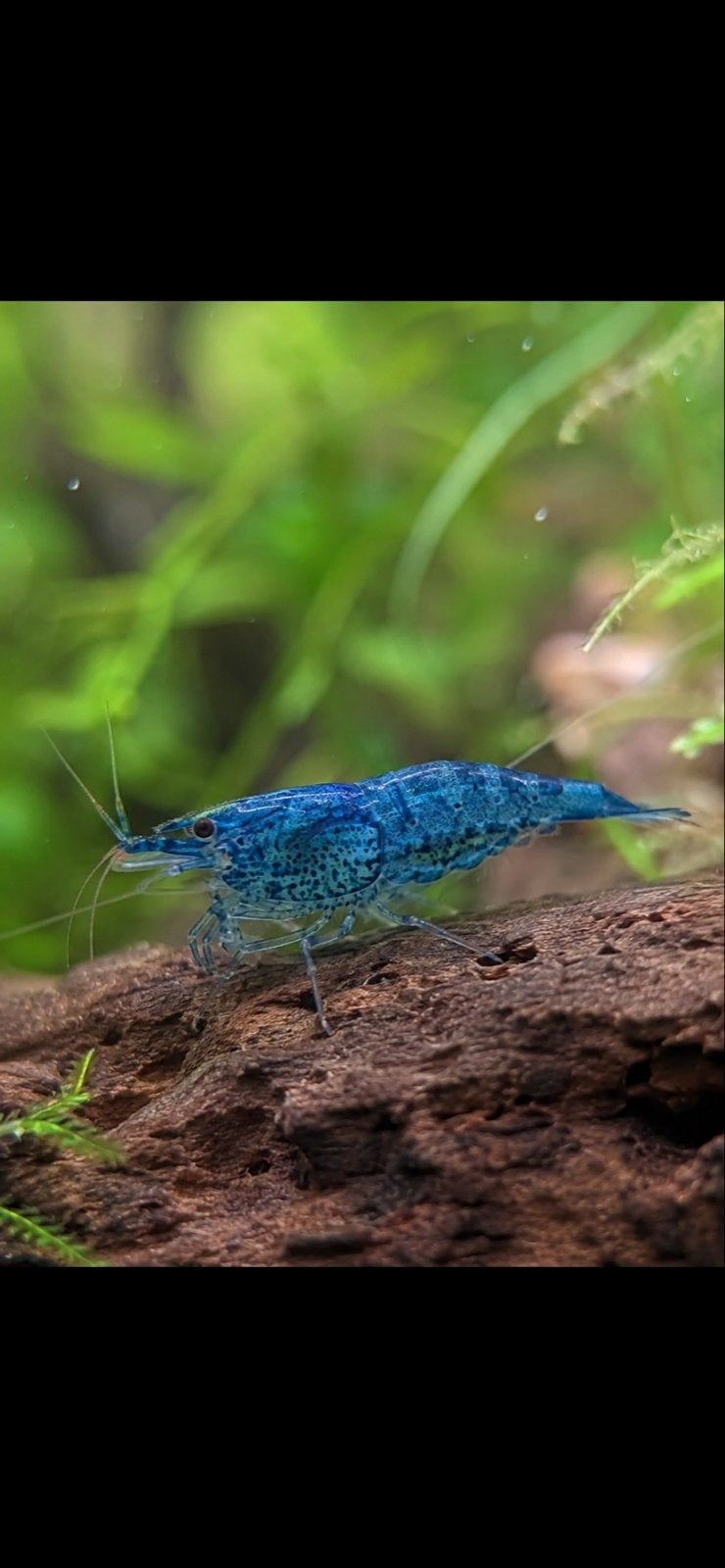 Garnalen blauwe (blue dream), Kreeft, Krab of Garnaal