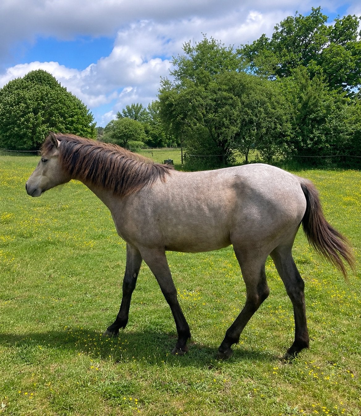 Merrie jaarling, Minder dan 160 cm, 0 tot 2 jaar, Onbeleerd, Recreatiepaard