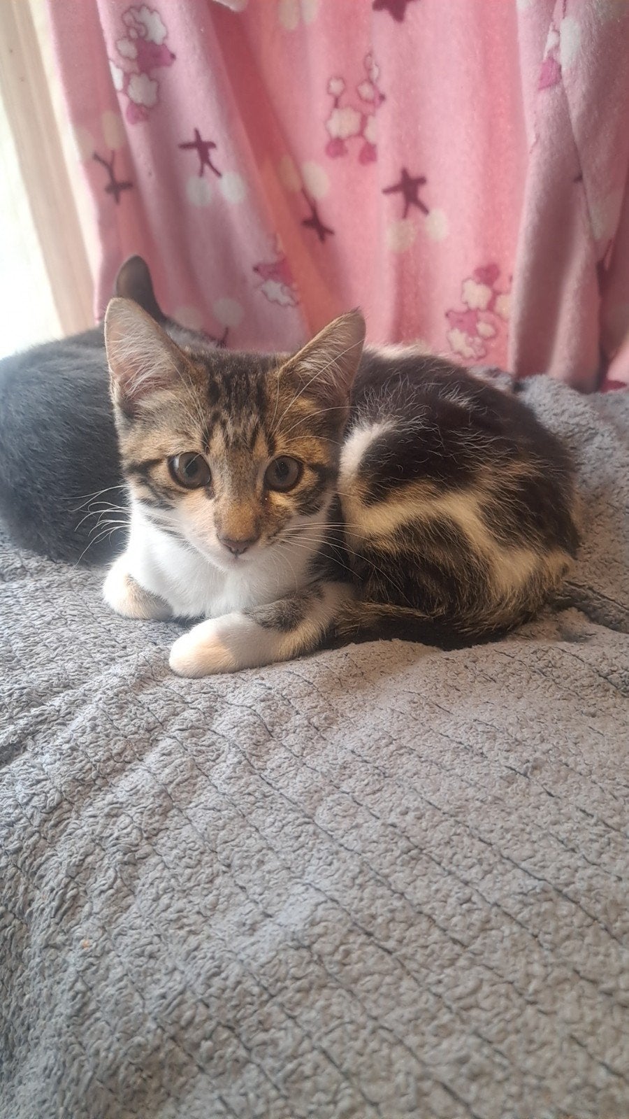 kitens, Dieren en Toebehoren, Katten en Kittens | Overige Katten, Meerdere dieren, Kortharig, 0 tot 2 jaar