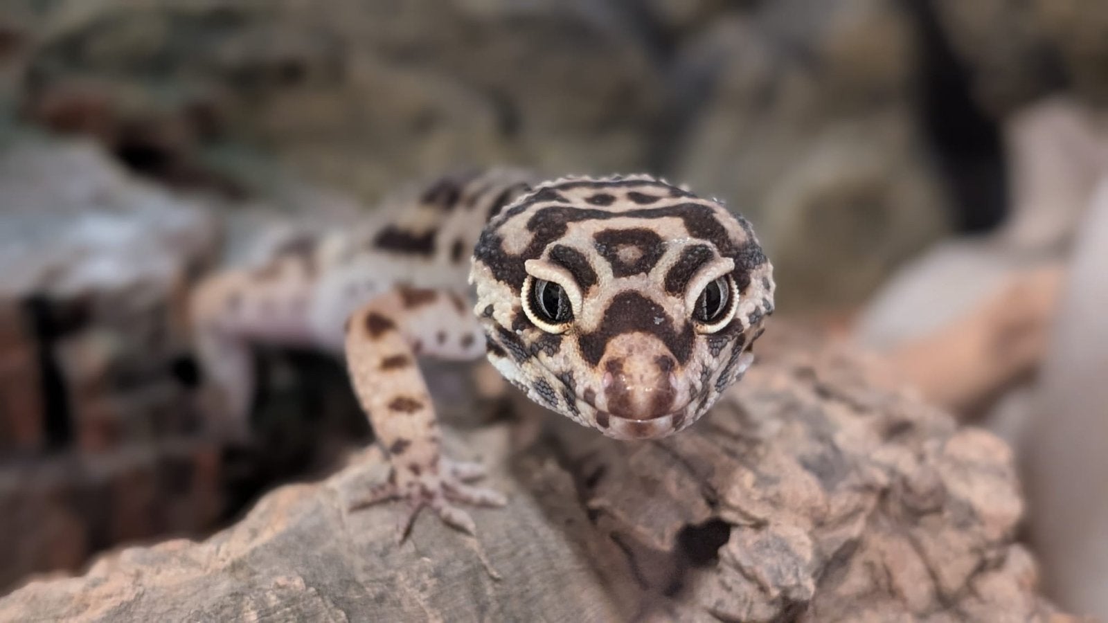 Lieve luipaardgekko Henkie zoekt nieuw huisje incl terrarium, Dieren en Toebehoren, Reptielen en Amfibieën, Hagedis, 0 tot 2 jaar