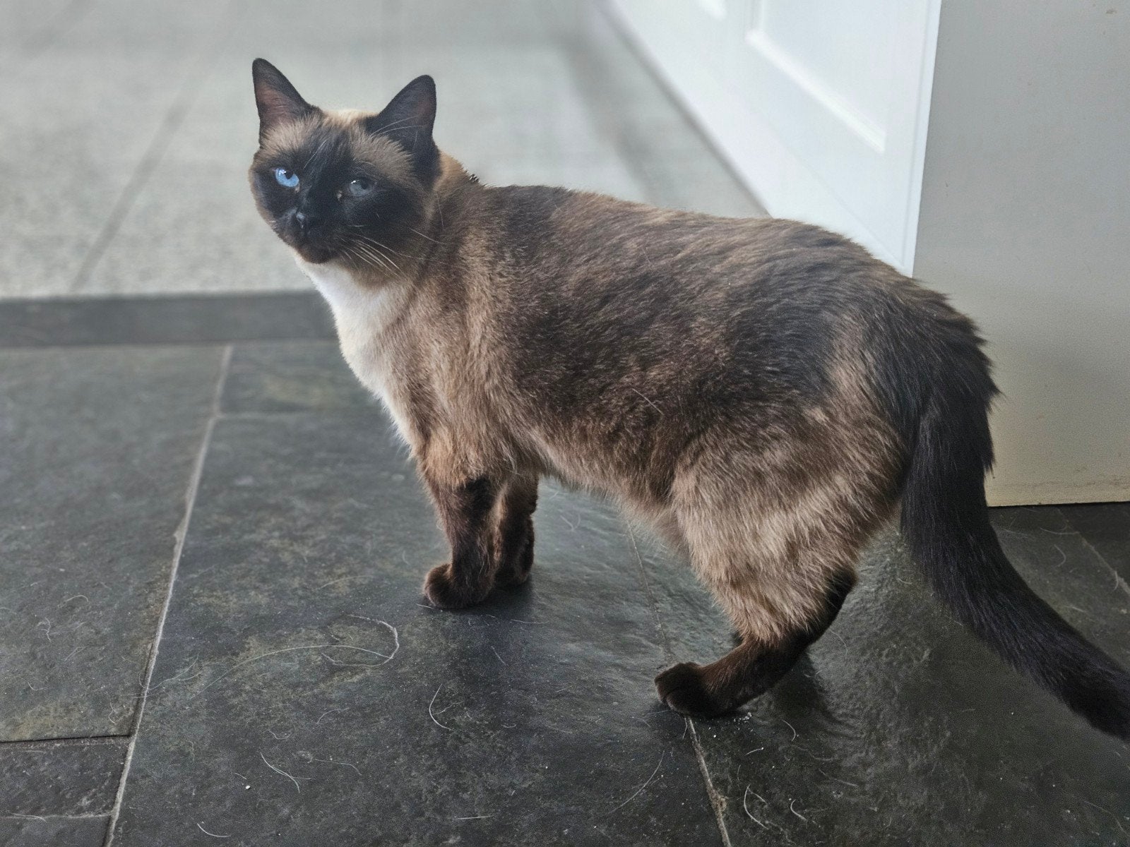 gezocht gouden mandje, Dieren en Toebehoren, Katten en Kittens | Raskatten | Korthaar, Poes
