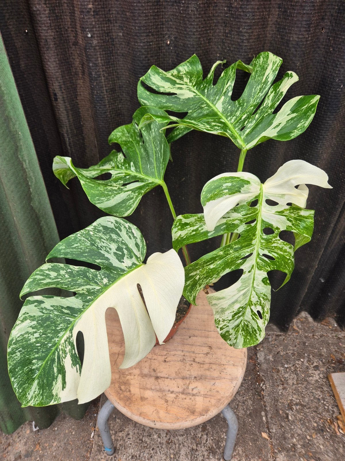 Monstera Deliciosa Variegata p15 (G)