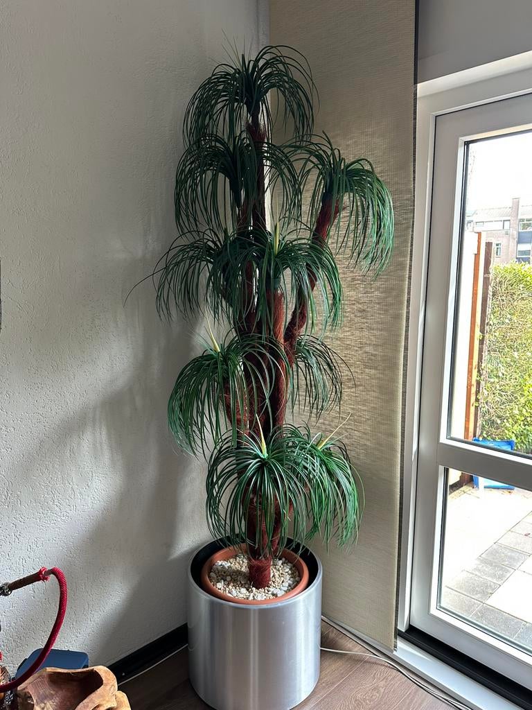 Kunst palmboom, Ophalen of Verzenden, Zo goed als nieuw, Binnen
