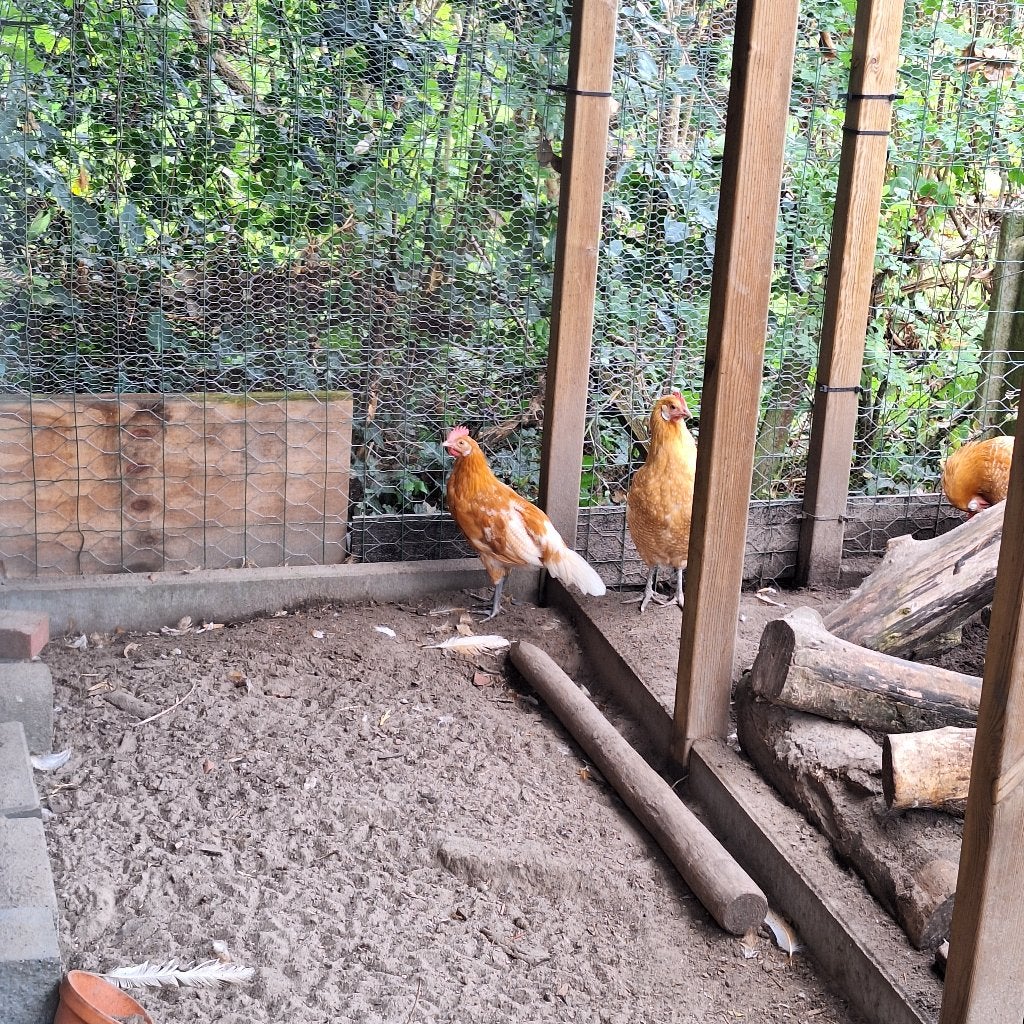 Gratis haantje, friese hoender, Mannelijk, Kip