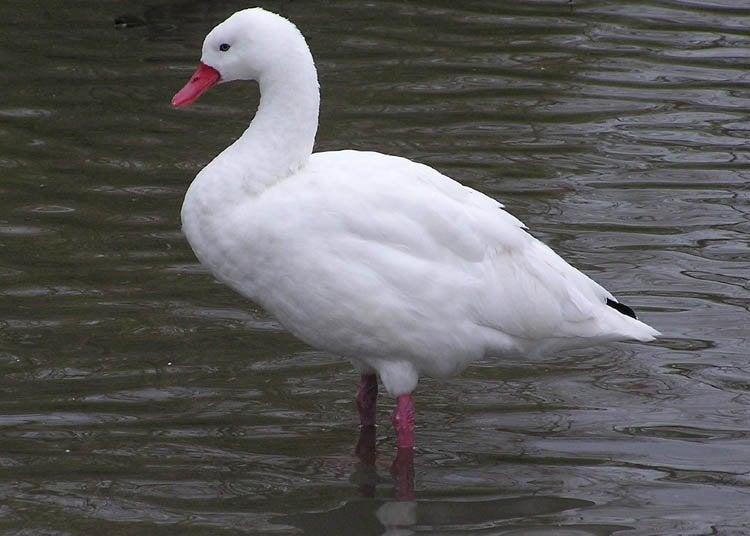 Gevraagd coscoroba Zwaan vrouw