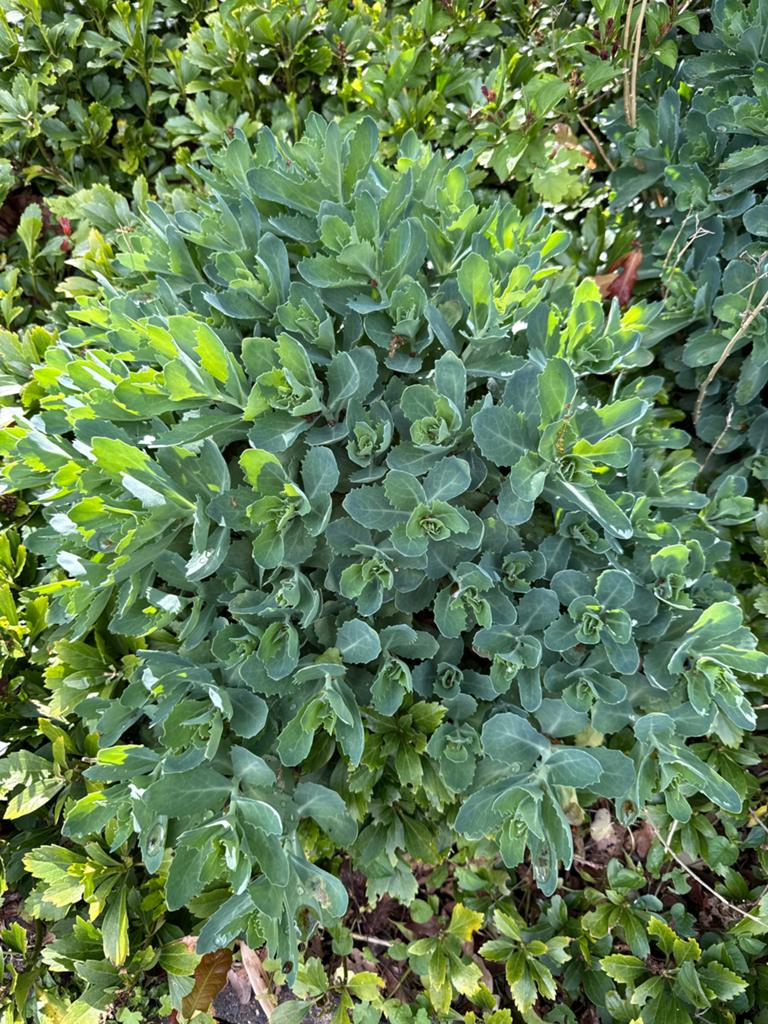Sedum (Vetkruid), Ophalen, Overige soorten, Minder dan 100 cm