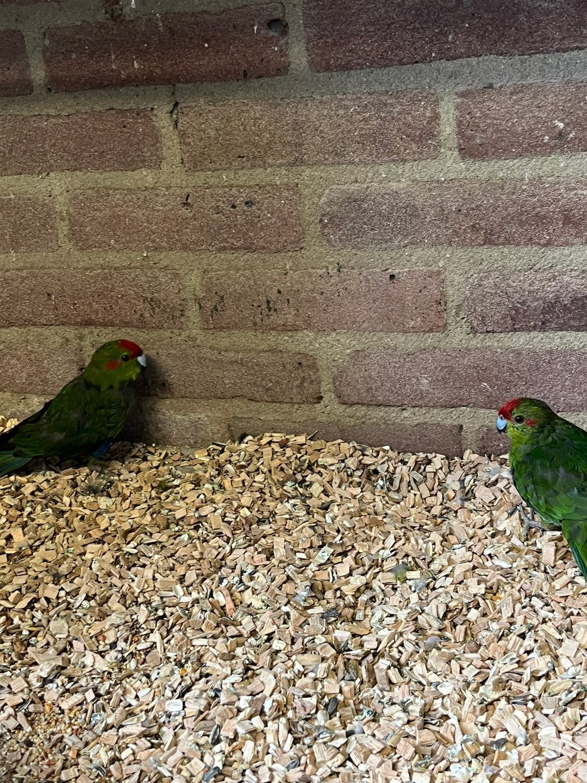 Kakariki’s, Dieren en Toebehoren, Vogels | Parkieten en Papegaaien, Meerdere dieren, Parkiet