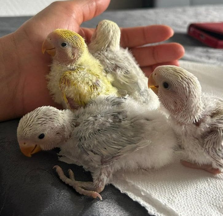 Agapornis jong, Dieren en Toebehoren, Geslacht onbekend, Dwergpapegaai of Agapornis, Tam
