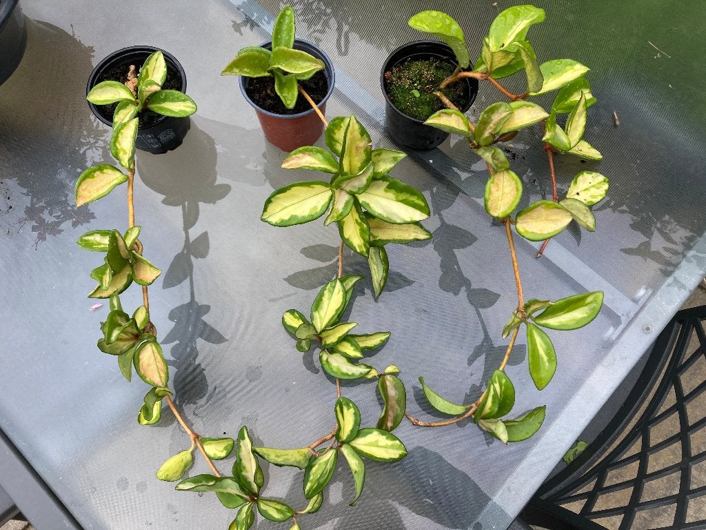 Hoya carnosa tricolor (bont), Huis en Inrichting, Ophalen, Overige soorten, Halfschaduw, Minder dan 100 cm
