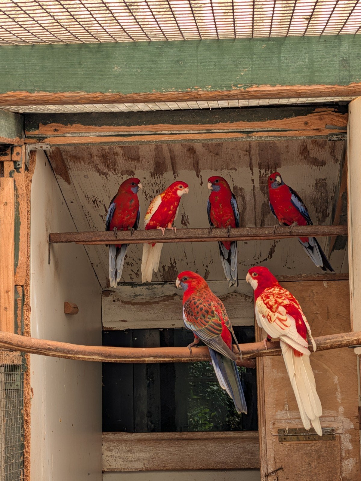 pennant rosella, Dieren en Toebehoren, Mannelijk, Parkiet, Geringd