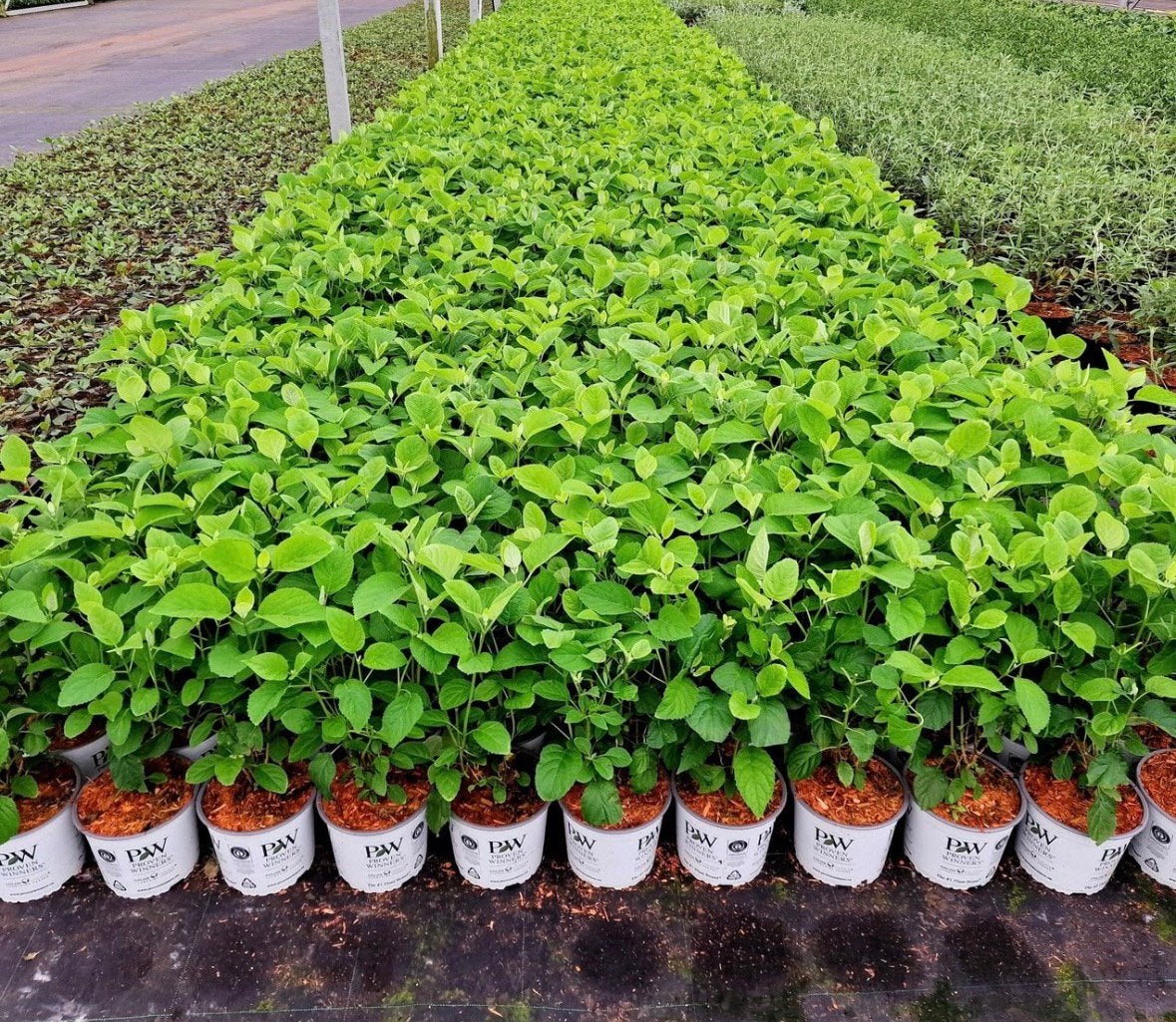 Hydrangea - hortensia Annabelle en annabelle strong, Ophalen of Verzenden, Overige soorten, Halfschaduw