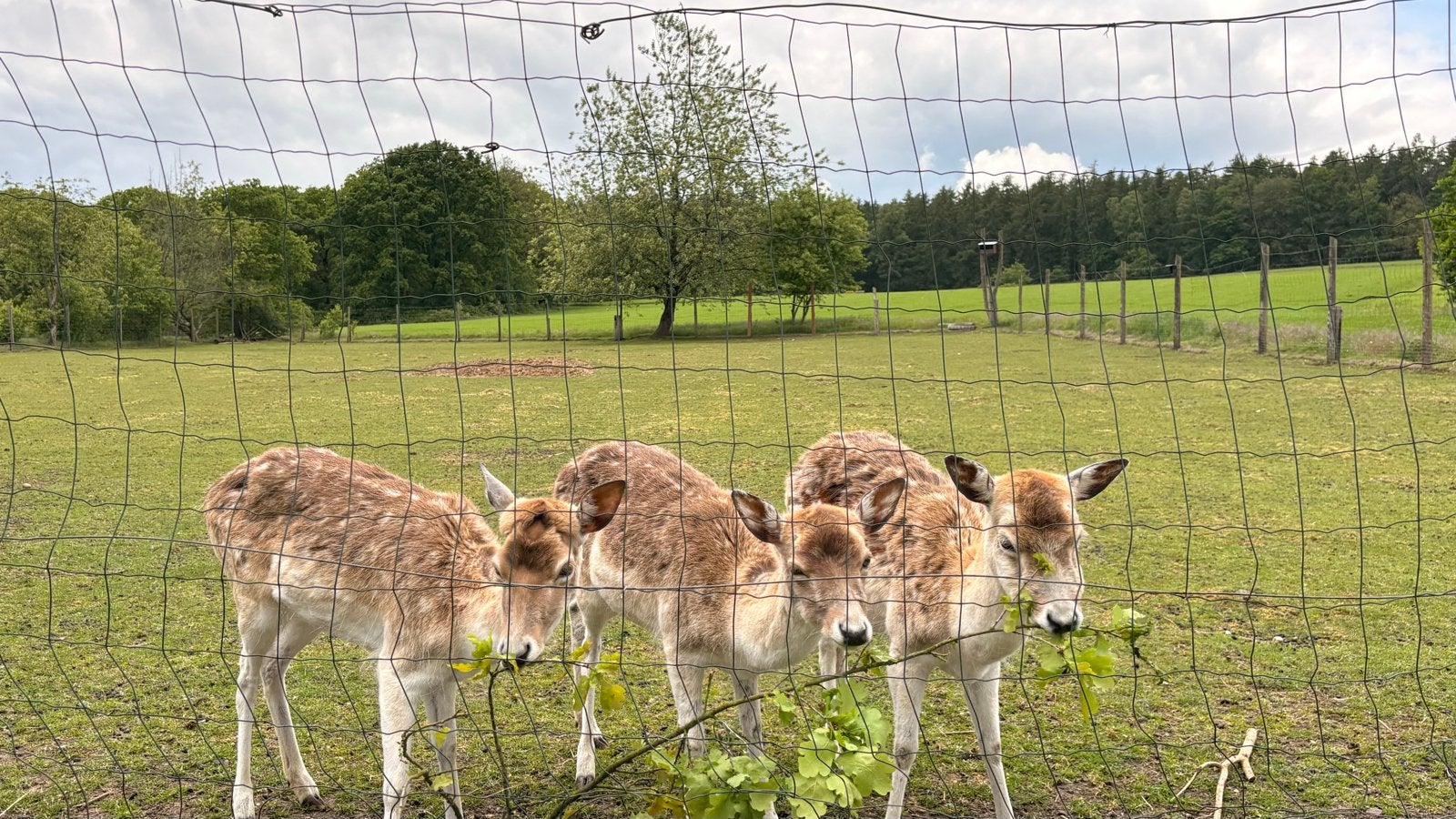 Gratis 3 damherten (hindes) en sikahert (bok), Ophalen of Verzenden