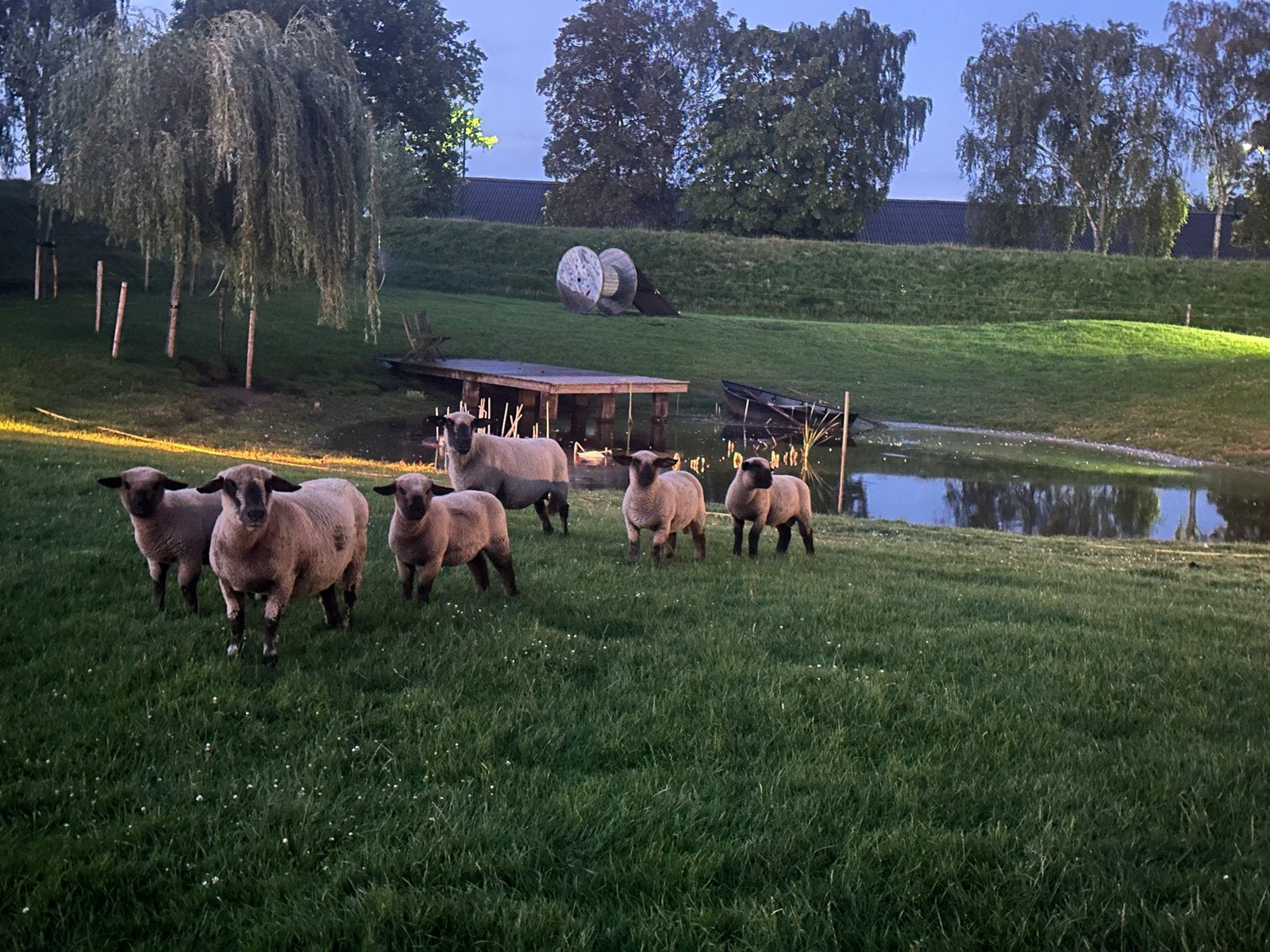 Hampshire down schaapjes, Meerdere dieren, Schaap, 0 tot 2 jaar