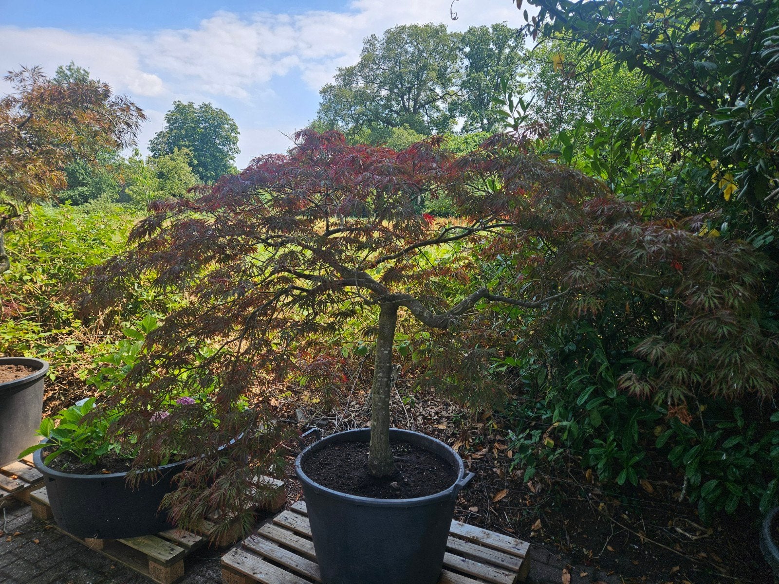 Japanse esdoorn in pot - zelf ophalen, Ophalen of Verzenden