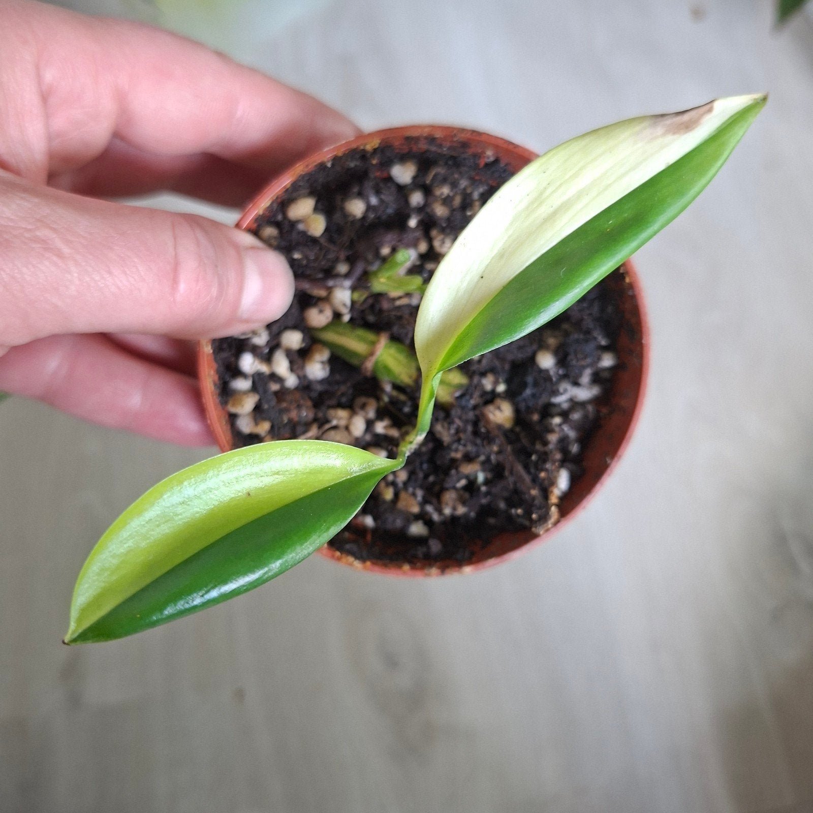 Epipremnum Amplissimum variegata stek, Ophalen of Verzenden, Halfschaduw, Minder dan 100 cm