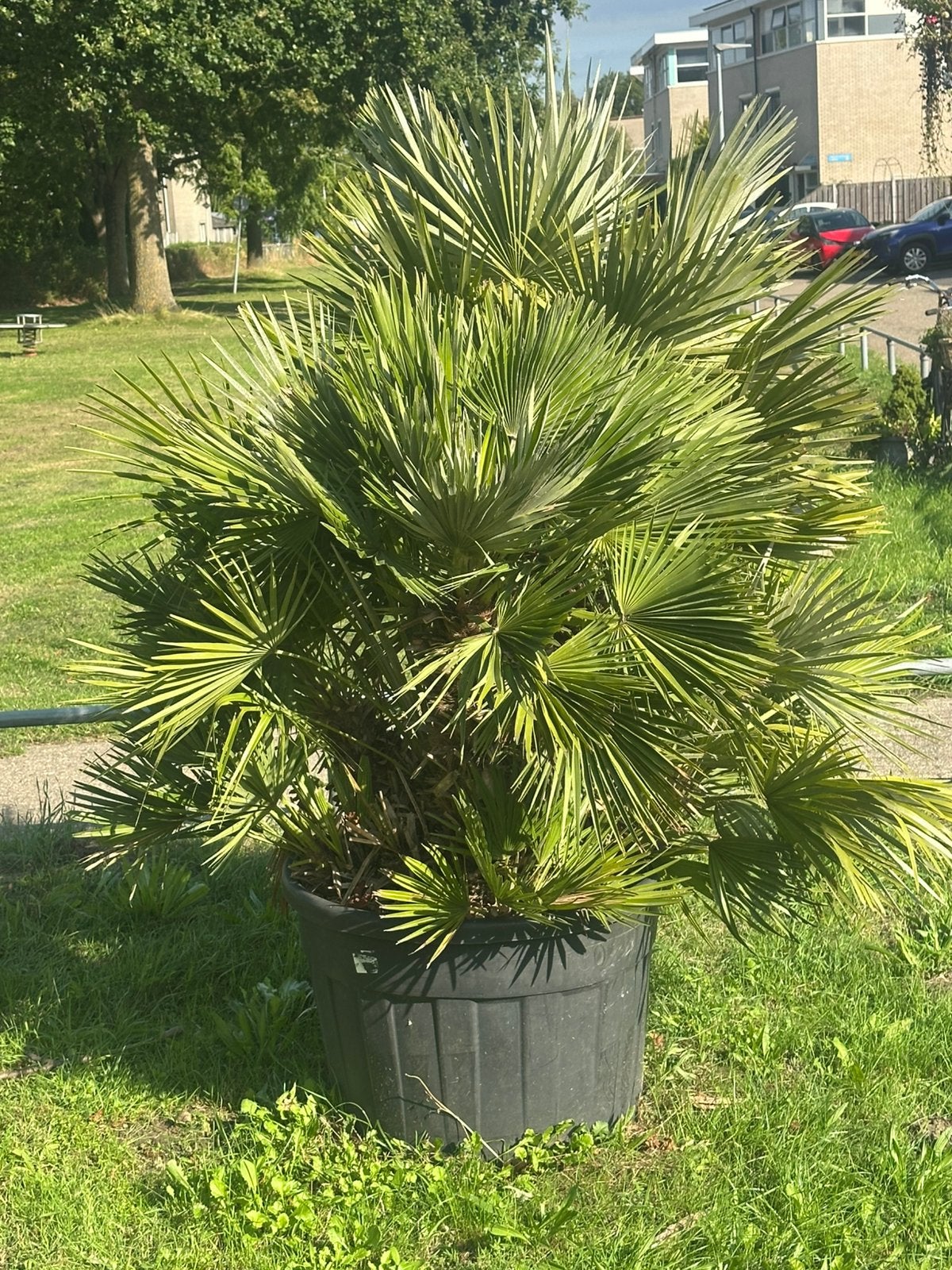 Foto 2 van Volle Chamaerops VULCANO palm - 1.80m hoog, 3 stammen