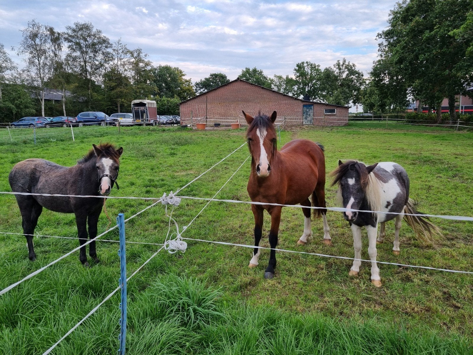welsh hengstveulen en jaarling merrie  en 2 j shet merrie, Meerdere dieren, Niet van toepassing, A pony (tot 1.17m), 0 tot 2 jaar