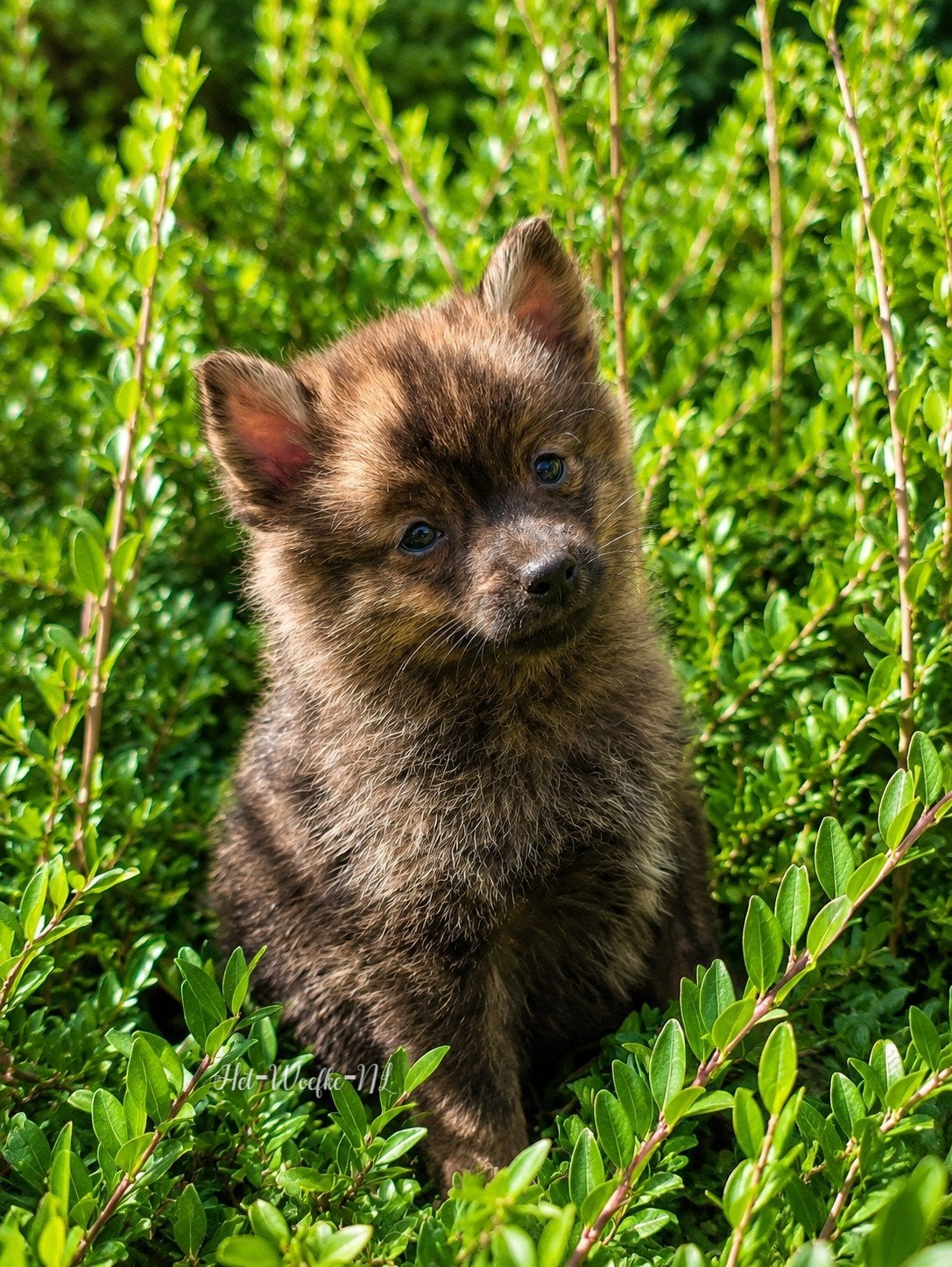 Mars💙 Brindle Pomsky puppy, Dieren en Toebehoren, 8 tot 15 weken, Eén hond, Nederland, Fokker | Hobbymatig