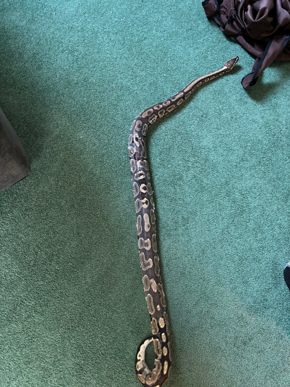 Konings python Ball Python photo 7