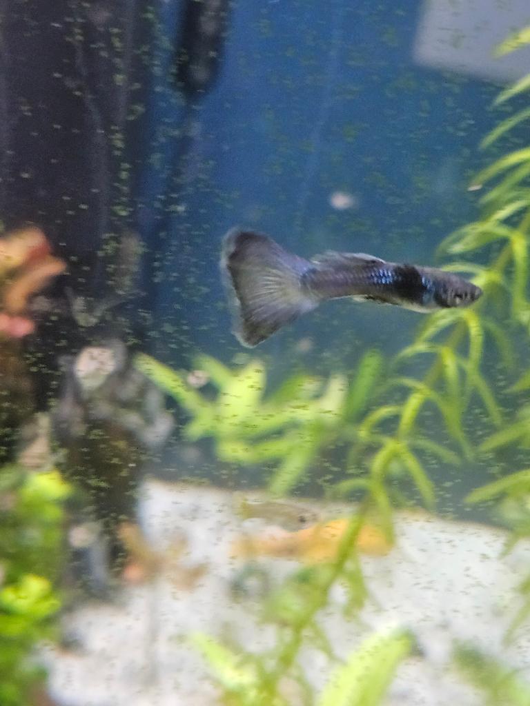 Licht paars guppy, Dieren en Toebehoren, Vissen | Aquariumvissen, Vis, Zoetwatervis