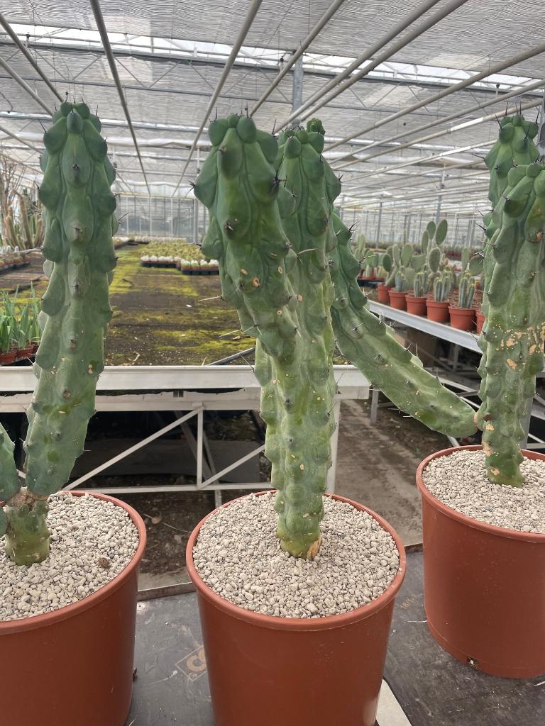 Boobiecactus Myrtillocactus geometrizans Fukurokuryuzinbo, Ophalen of Verzenden, Minder dan 100 cm, Bloeiende kamerplant, Volle zon