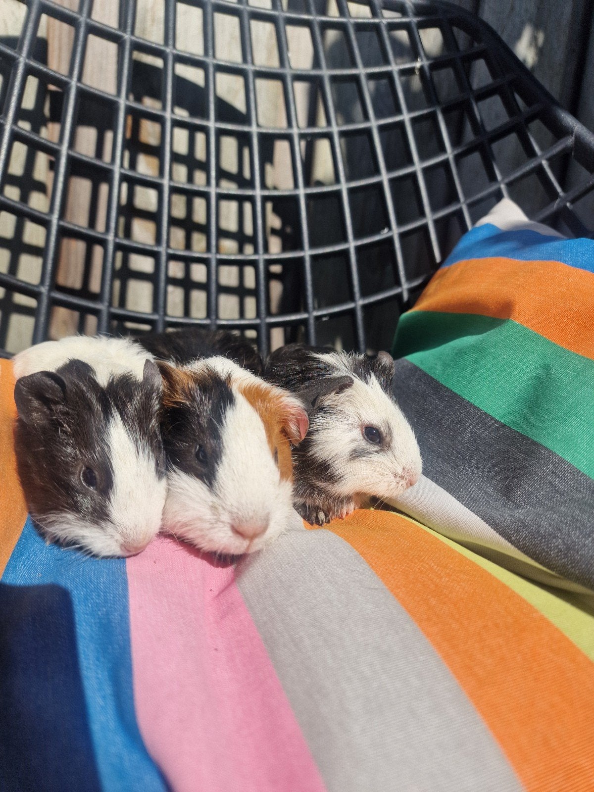 cavia zeugjes te koop, Dieren en Toebehoren, Knaagdieren, Juni, Vrouwelijk, Cavia
